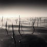 Sea Grass