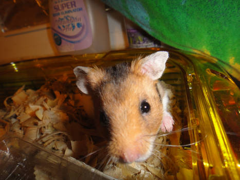 cute hamster 2