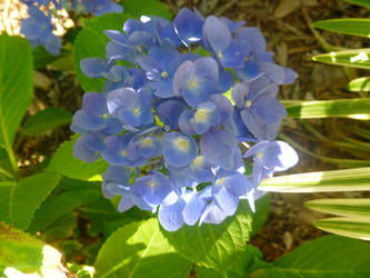 Small Hydrangea