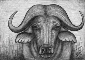 Cape Buffalo Commission 2021-01-04