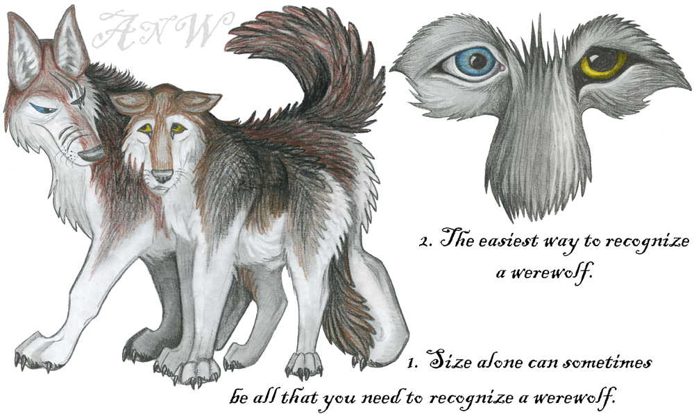 Werewolf Guide - Introduction by Leonca on DeviantArt