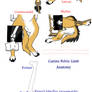 Canine Pelvic Limb Anatomy