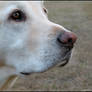 Yellow Lab Portrait