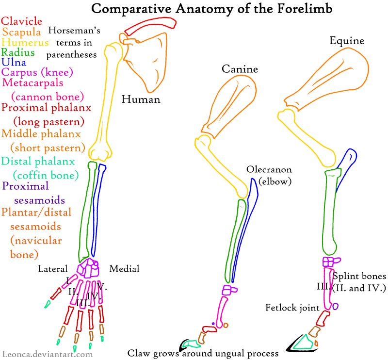 Anatomy of Forelimb by Leonca on DeviantArt