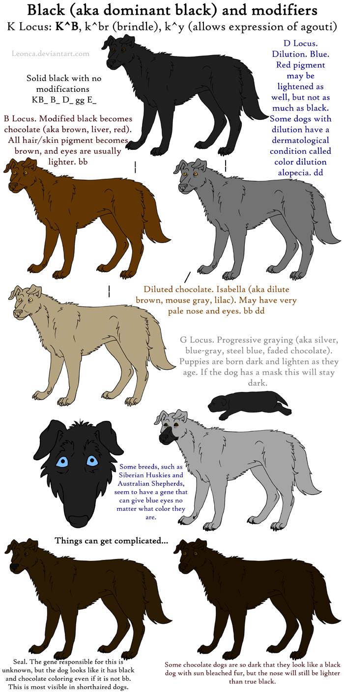 Dog Colors Guide- Black