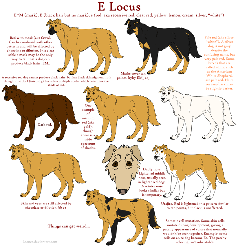 Dog Colors Guide- Red by Leonca on DeviantArt