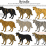 Dog Colors Guide- Brindle