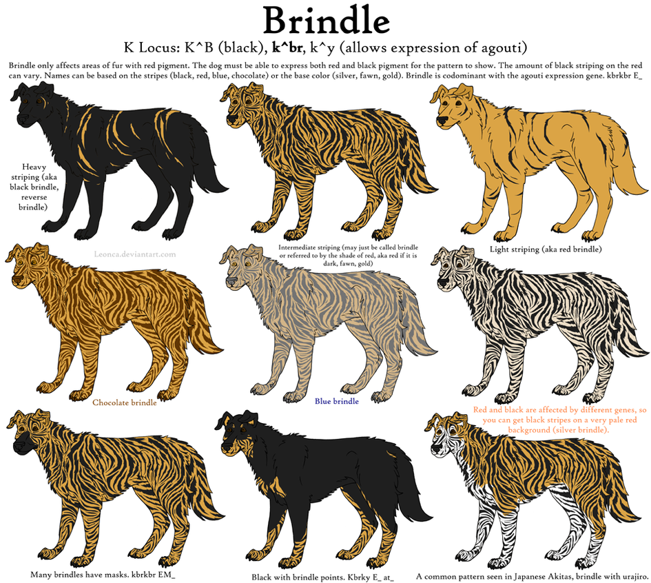 Brindle Colored Rabbit Dog Colors Guide- Brindle by Leonca on DeviantArt