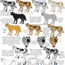 Dog Colors Guide- Merle