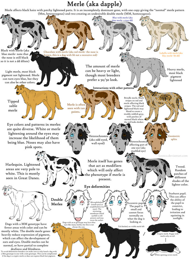 Dog Colors Guide Merle by Leonca on DeviantArt