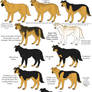Dog Colors Guide- Agouti