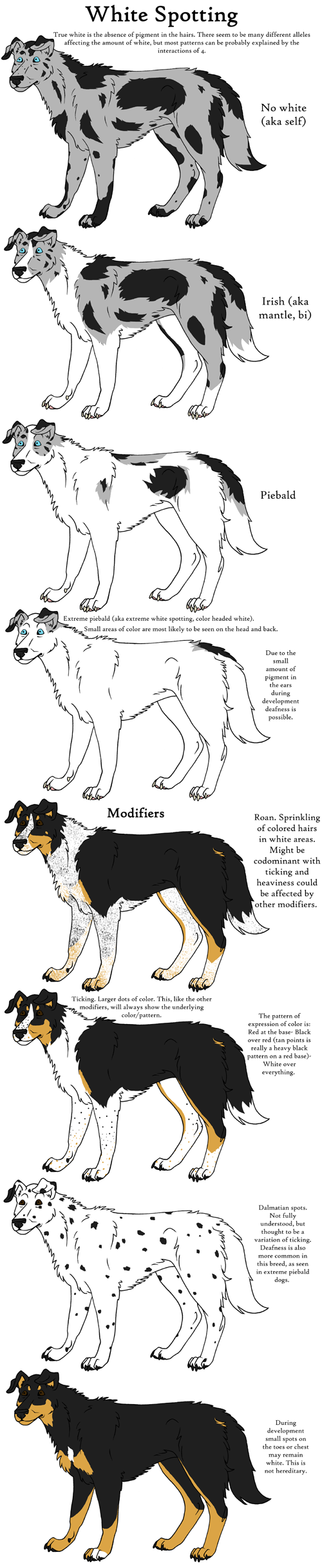 Dog Colors Guide-WhiteSpotting