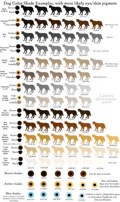 Dog Coat and Eye Colors