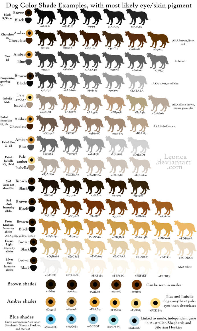 Какой окрас у собаки. Таблица наследования окрасов у собак. Генетика окрасов хаски таблица. Генетика окрасов немецкой овчарки таблица. Генетика окрасов собак.