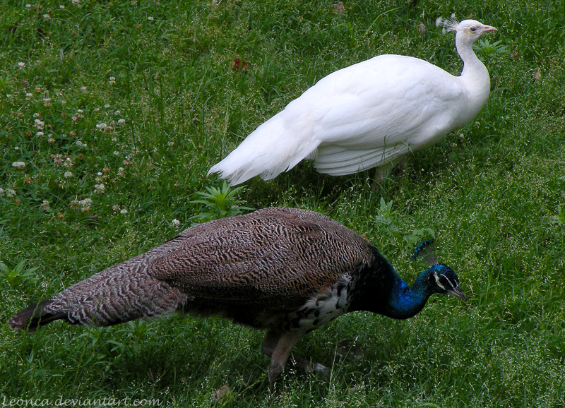 Beautiful Birds