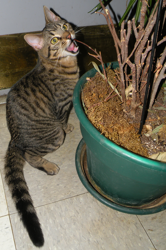 Funny plant eating face