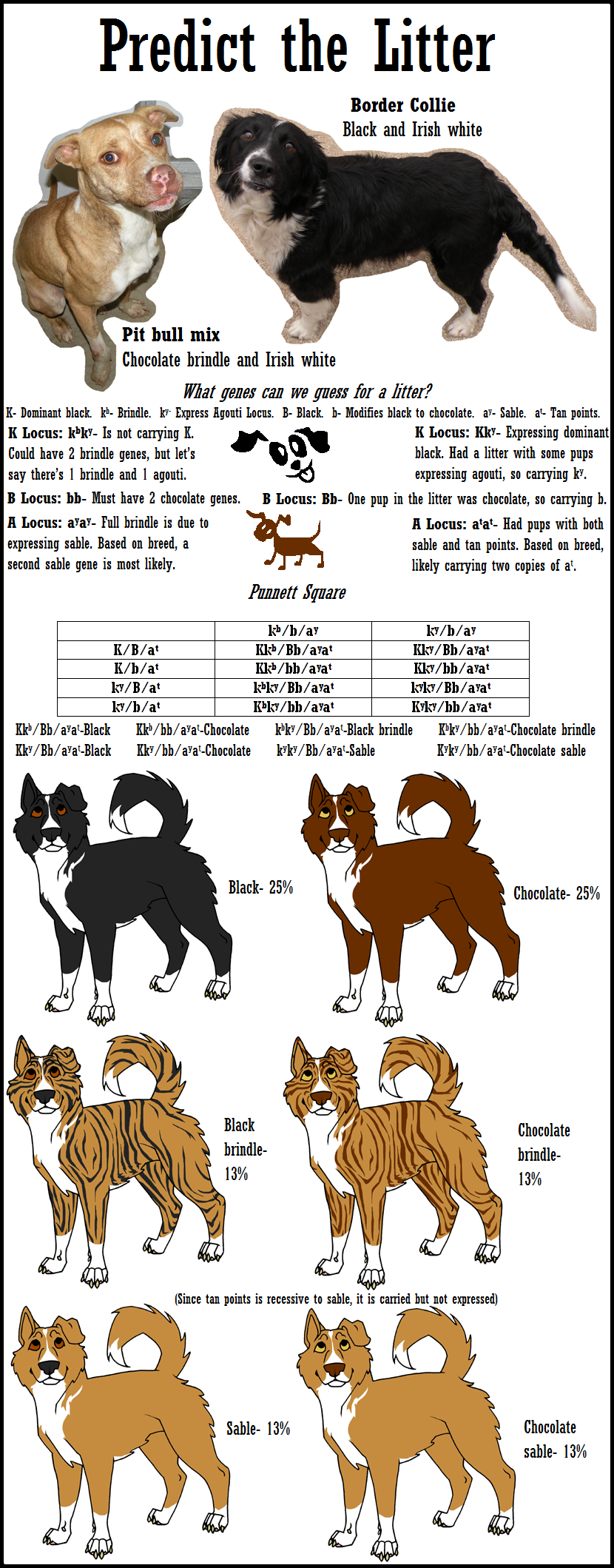 Predict the Litter - Pit Bull x Border Collie