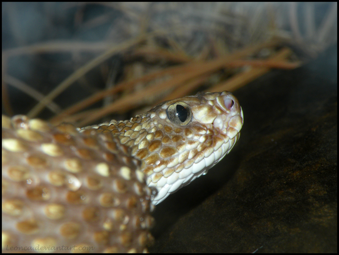 Neotropical Rattlesnake