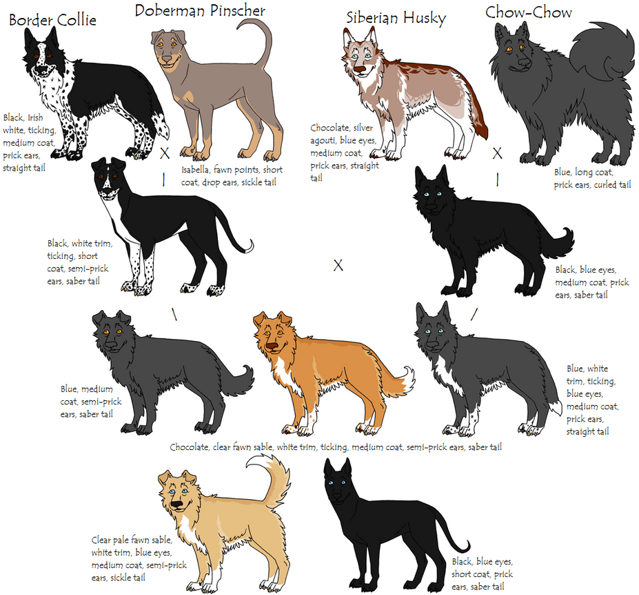 Doberman and husky deals mix