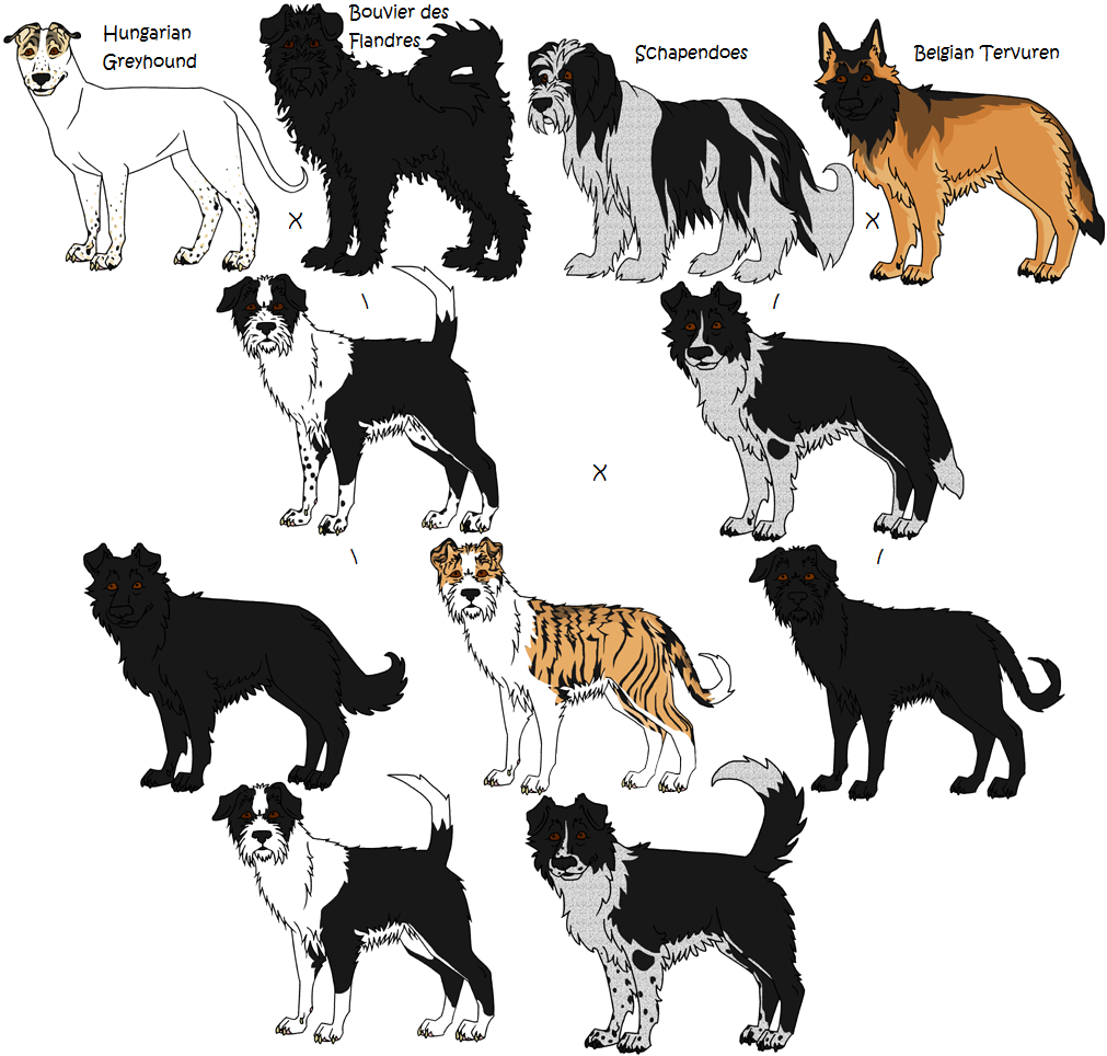 4-Way Mixed Breeds: Random, 4