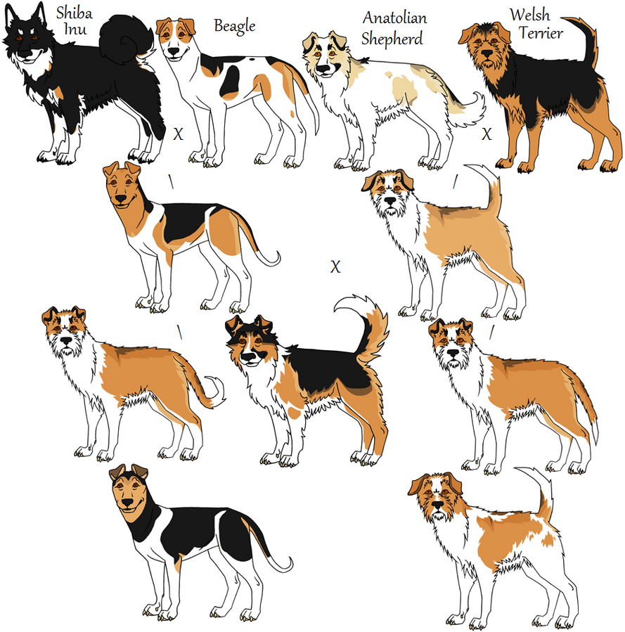 4Way Mixed Breeds Agouti Patterns by Leonca on DeviantArt