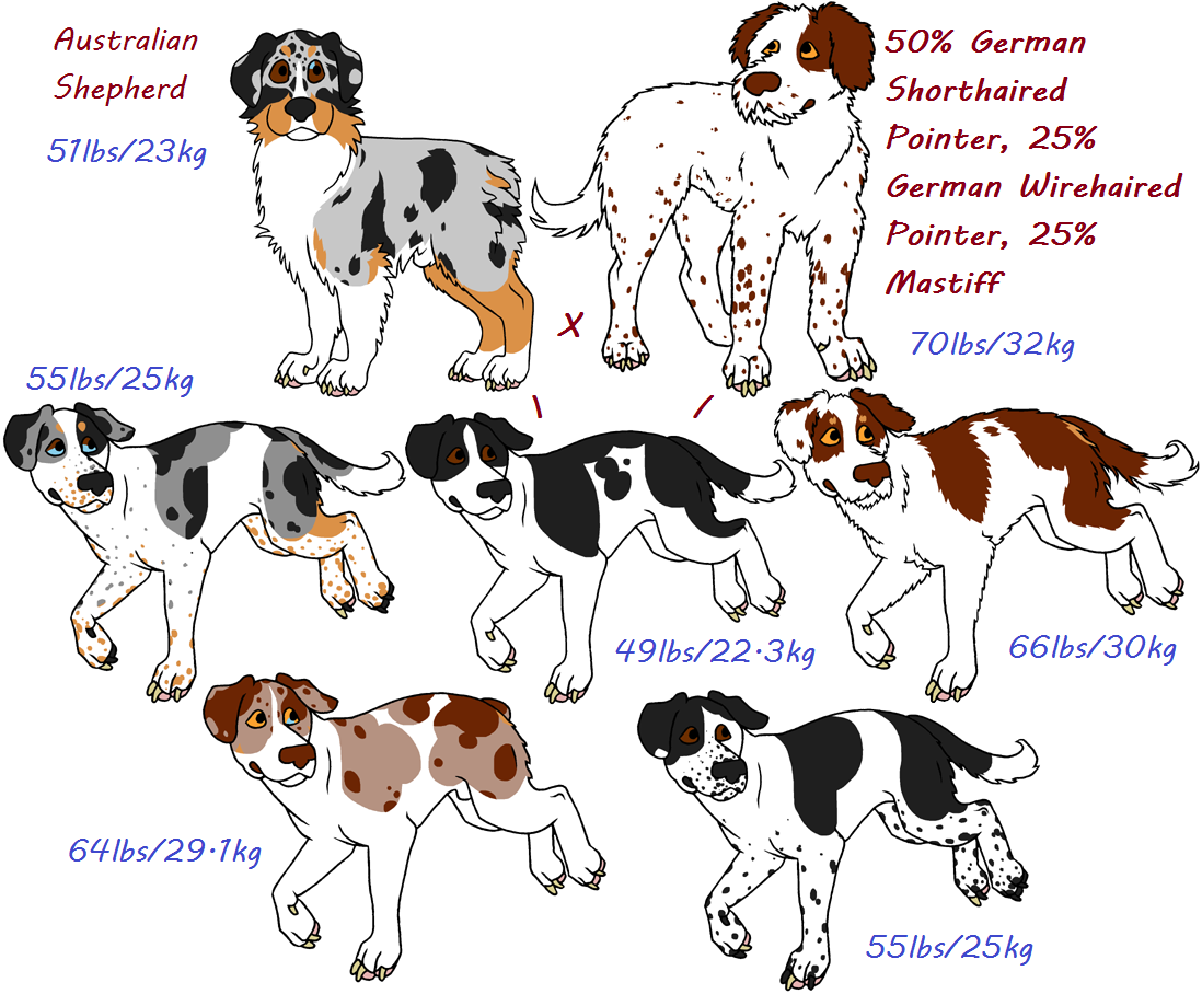 Shepherd hot sale pointer mix