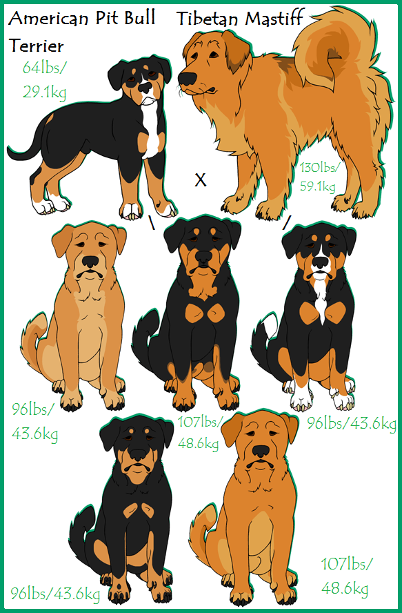 Tibetan pitbull online