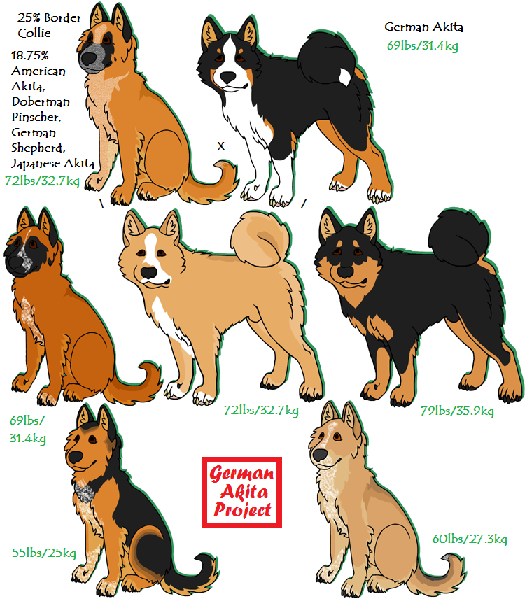 Akita x deals doberman