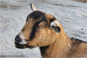 My Favorite Goat