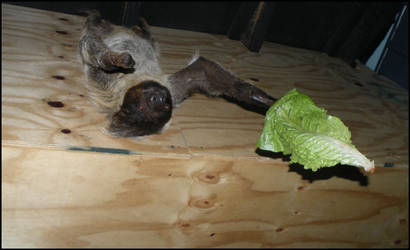 Sloth Dropping Lettuce at Me