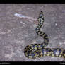 Carpet Python