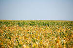 Field of Dreams by AndersonPhotography