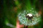 Dandelion by AndersonPhotography