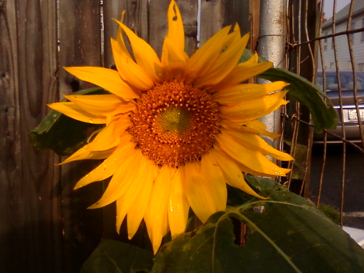 SUNFLOWER