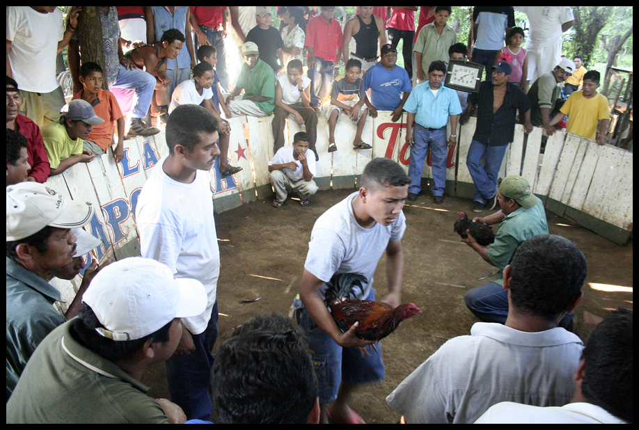 Peleas de Gallos