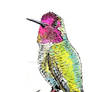 Anna's hummingbird