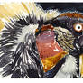 King Vulture