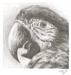 Macaw by lost-nomad07