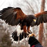 Harris Hawk