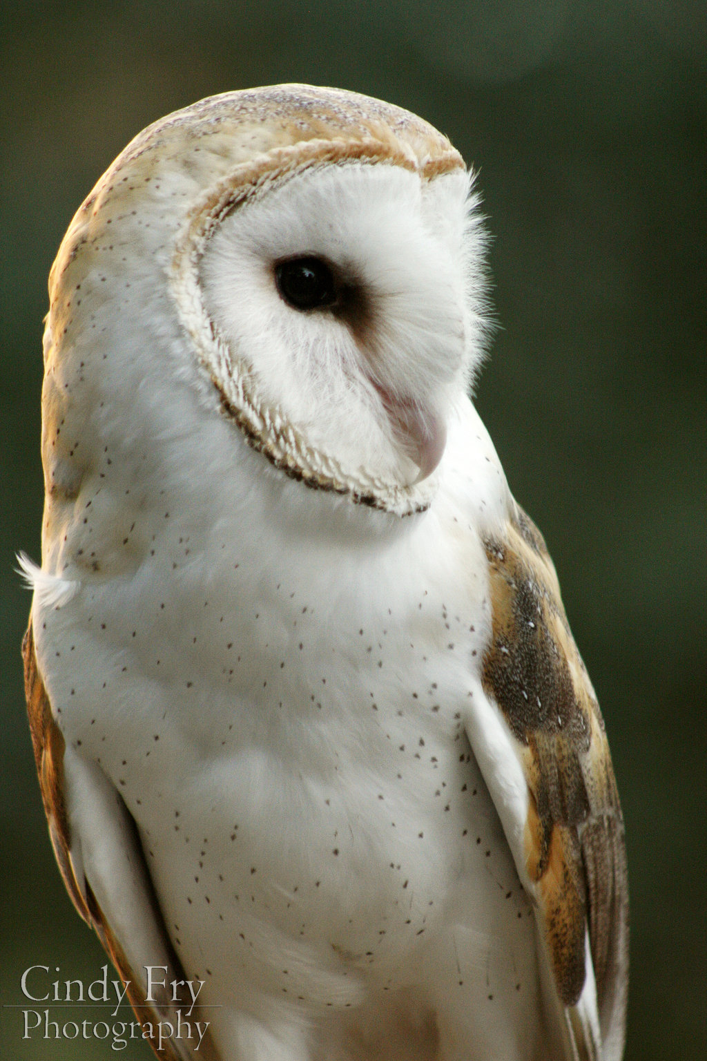 Barn Owl