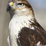 Ferruginous Hawk