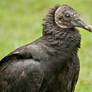 Black Vulture