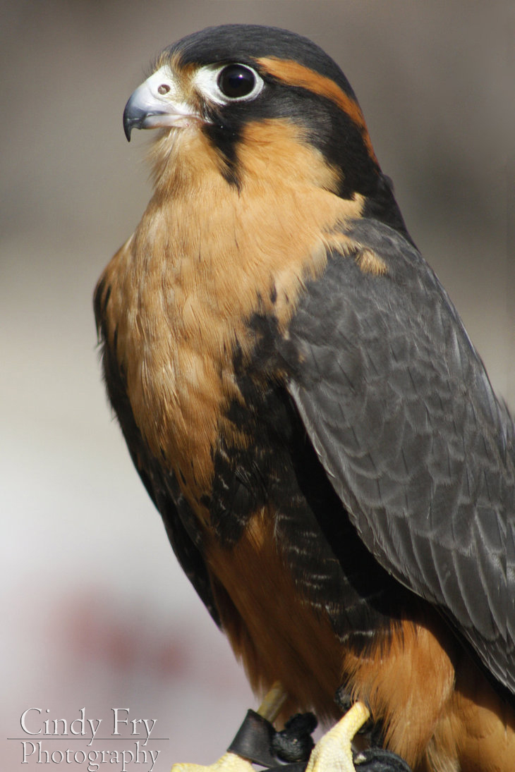 Aplomado Falcon