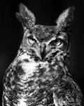 Great Horned Owl by lost-nomad07