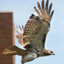 Red Tail Hawk