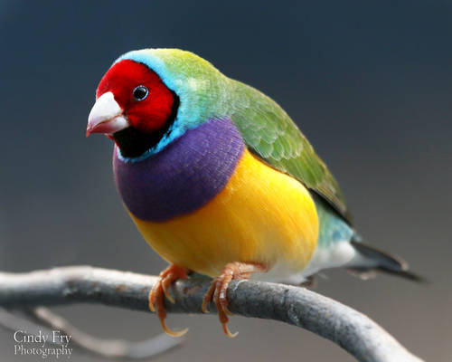 Gouldian Finch