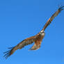 Black Kite