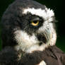 Spectacled Owl