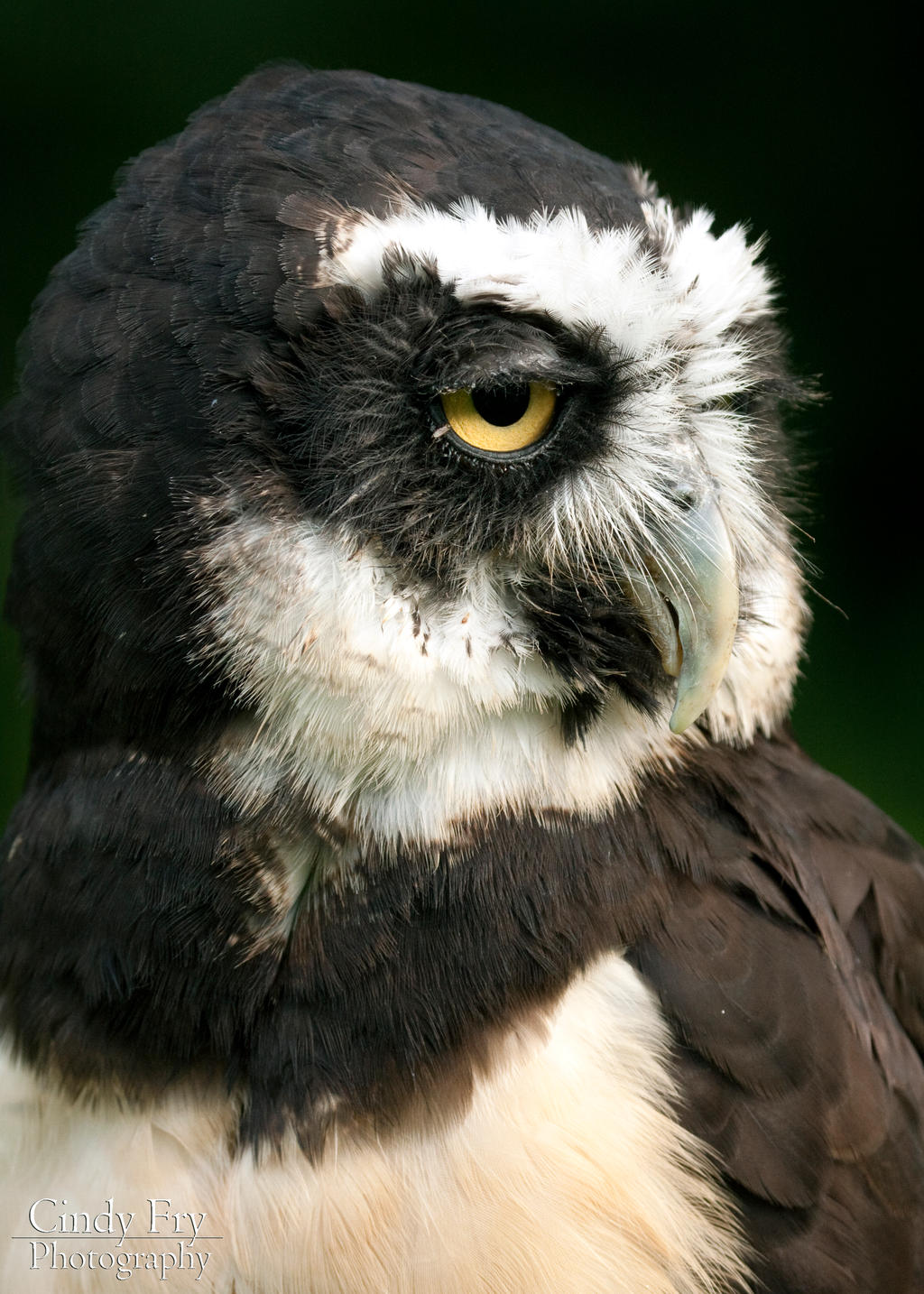 Spectacled Owl By Lost Nomad07 On Deviantart Spectacled Owl By Lost Nomad07 On Deviantart