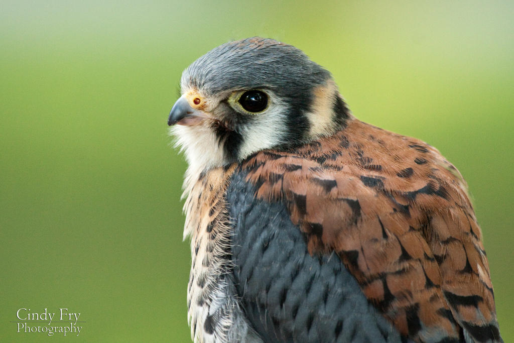 Kestrel
